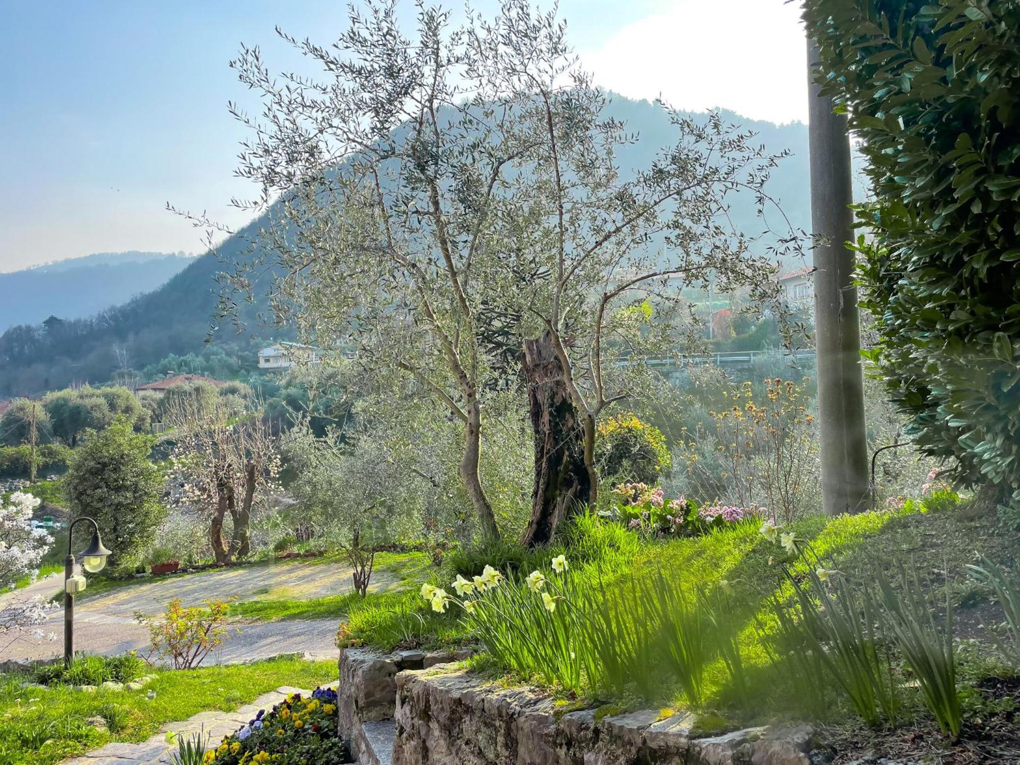 Breva Loft Tra Gli Ulivi Ed Il Lago Bellagio Esterno foto